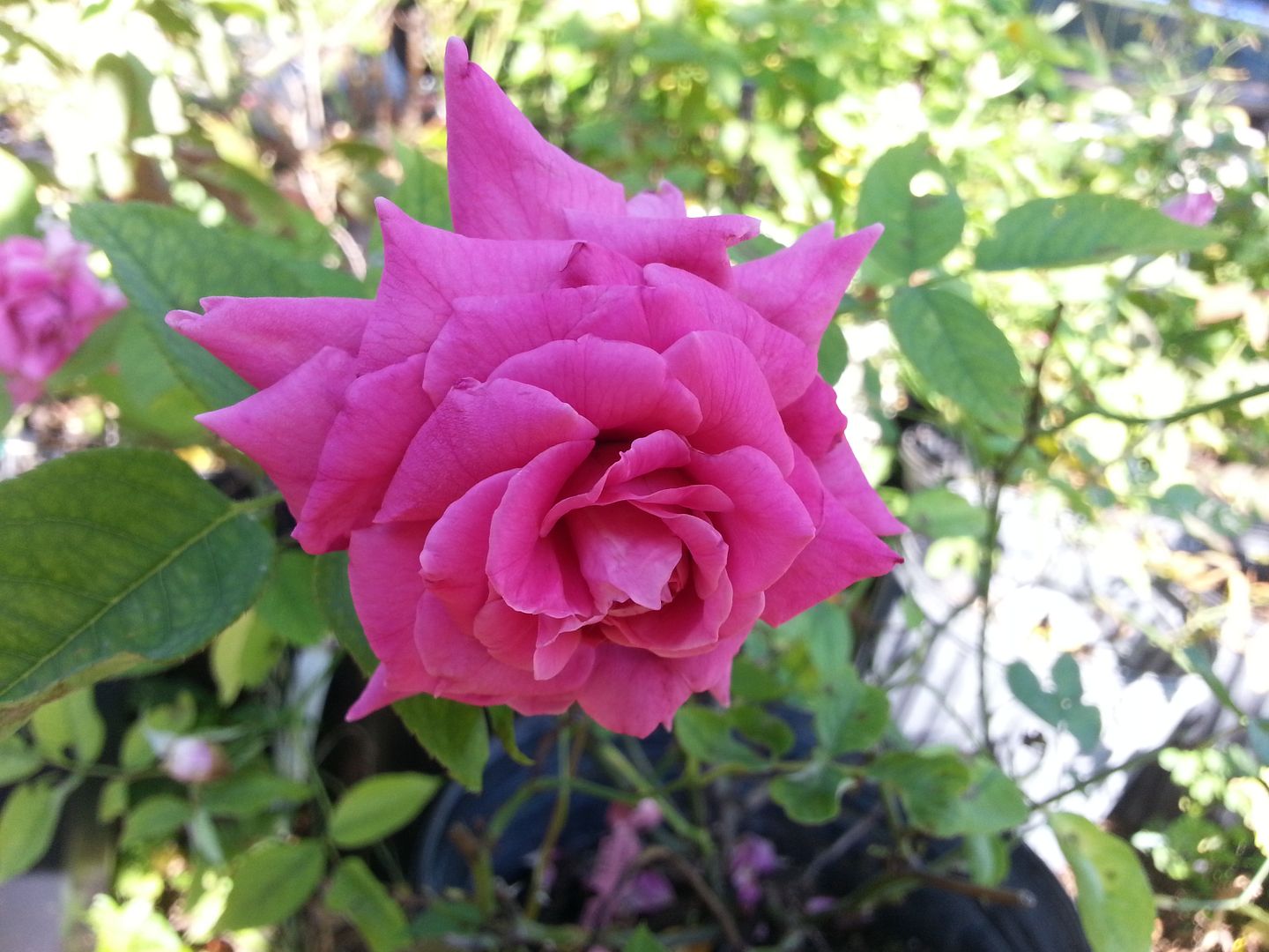 del rio photo 20130622_180333_zps44ce0a8e.jpg